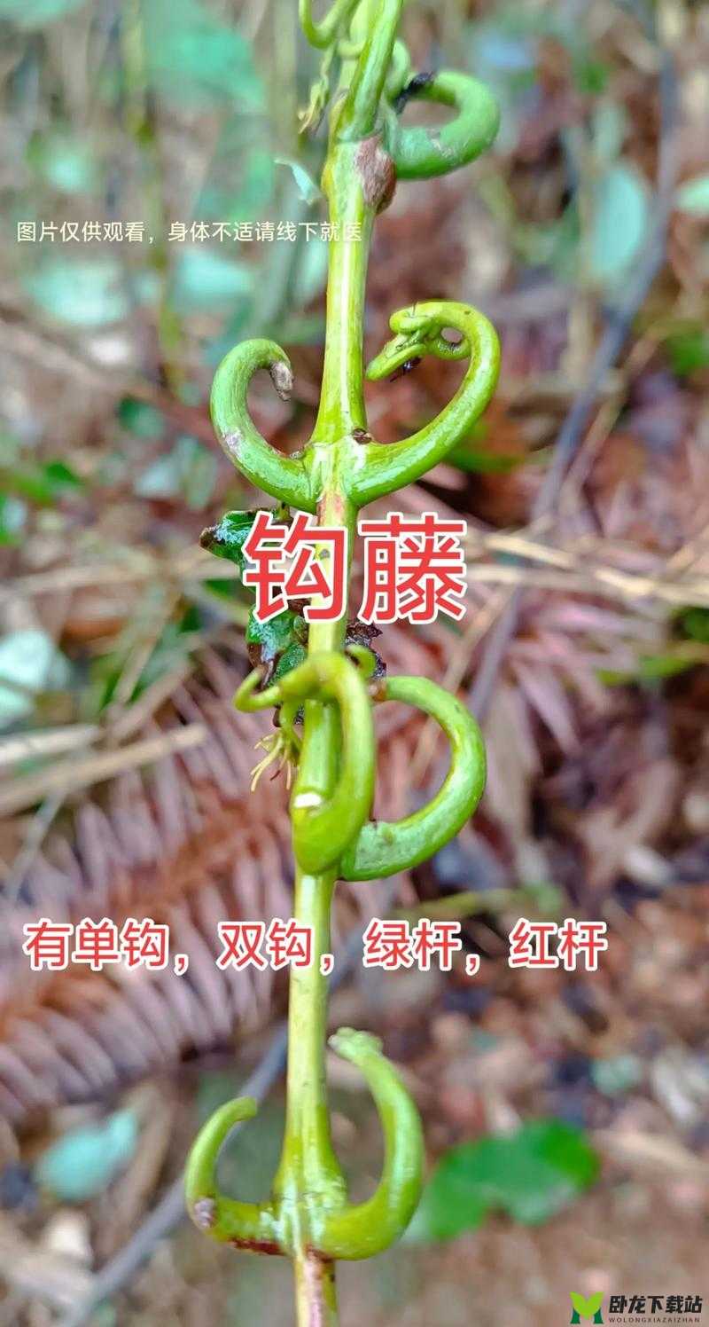 诡异植物：一杆大枪草全家的秘密