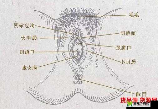 揉豆豆基础手法教学详细教程