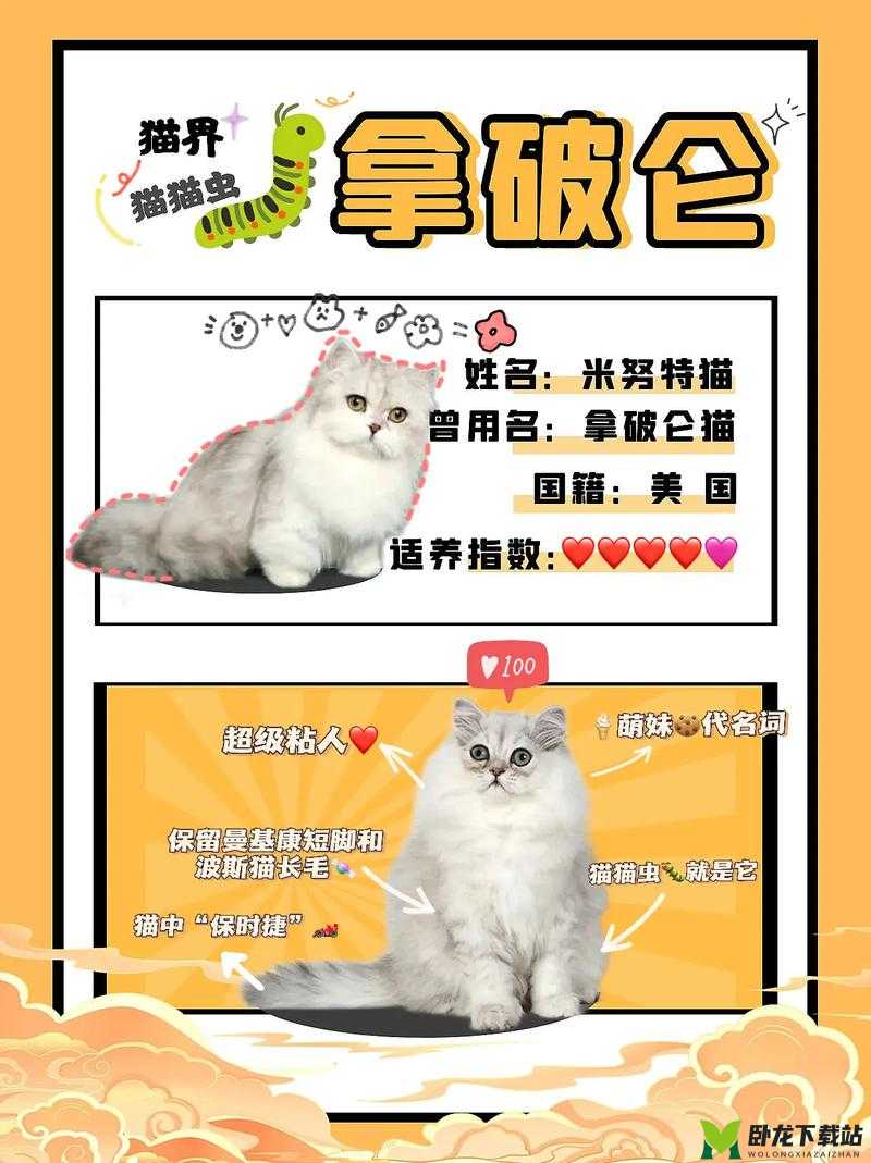 遇见猫界奇缘：猫猫变身人类的方法与条件览