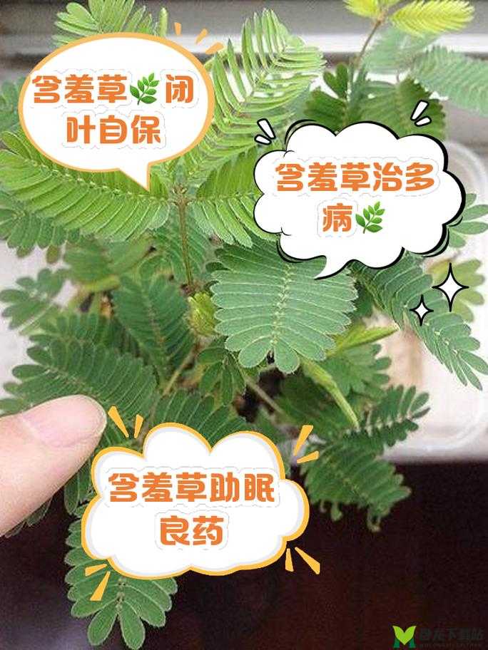 神奇的含羞草、四叶草、三叶草