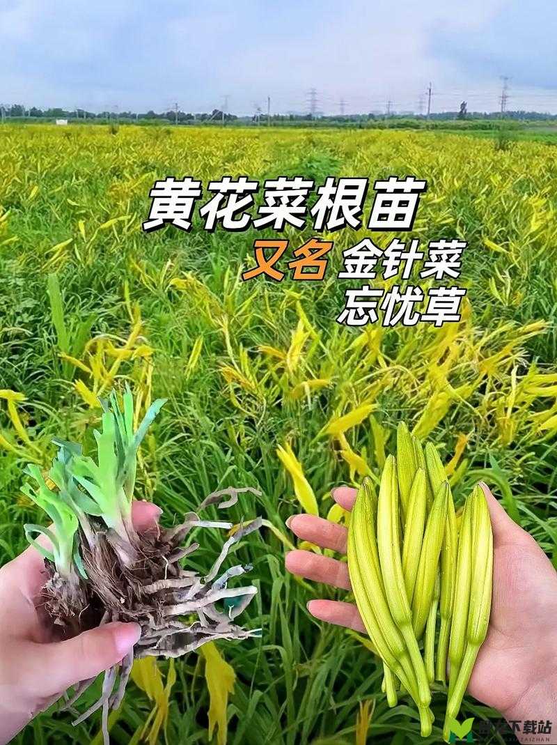 忘忧草在线观看日本：精彩内容呈现