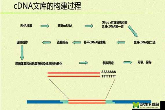 RNA 与 cDNA 杂交的原理与应用