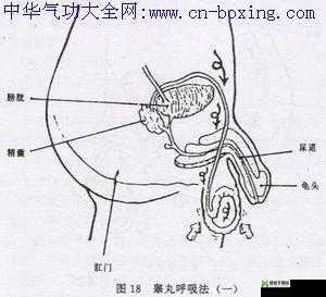 双修中的交而不泄修炼方法：固精不漏，增强性能力