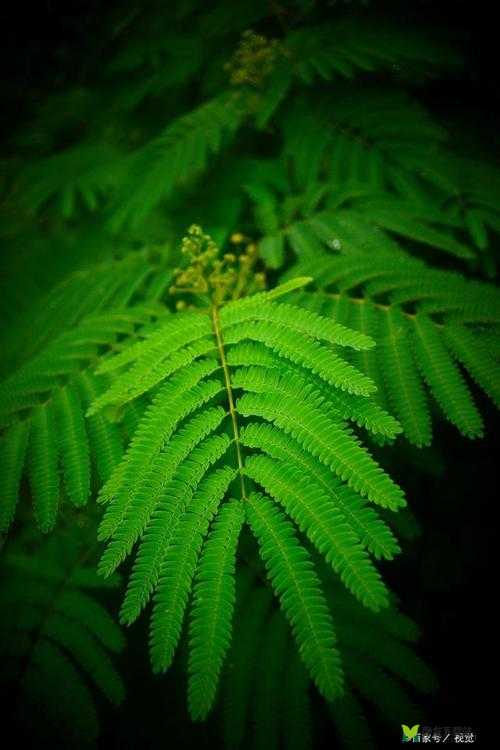 水蜜桃香蕉含羞草：三种植物的奇妙组合