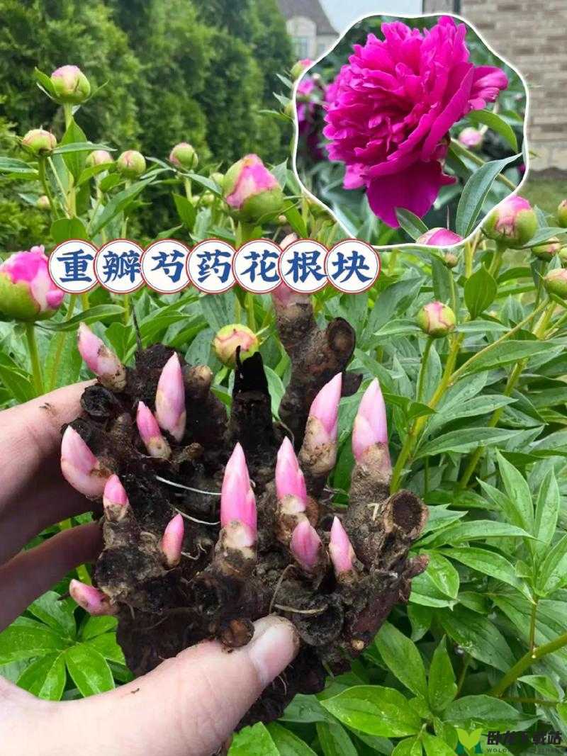 香软玉滑 LVL 芍药笔趣阁好看吗？值得一探究竟