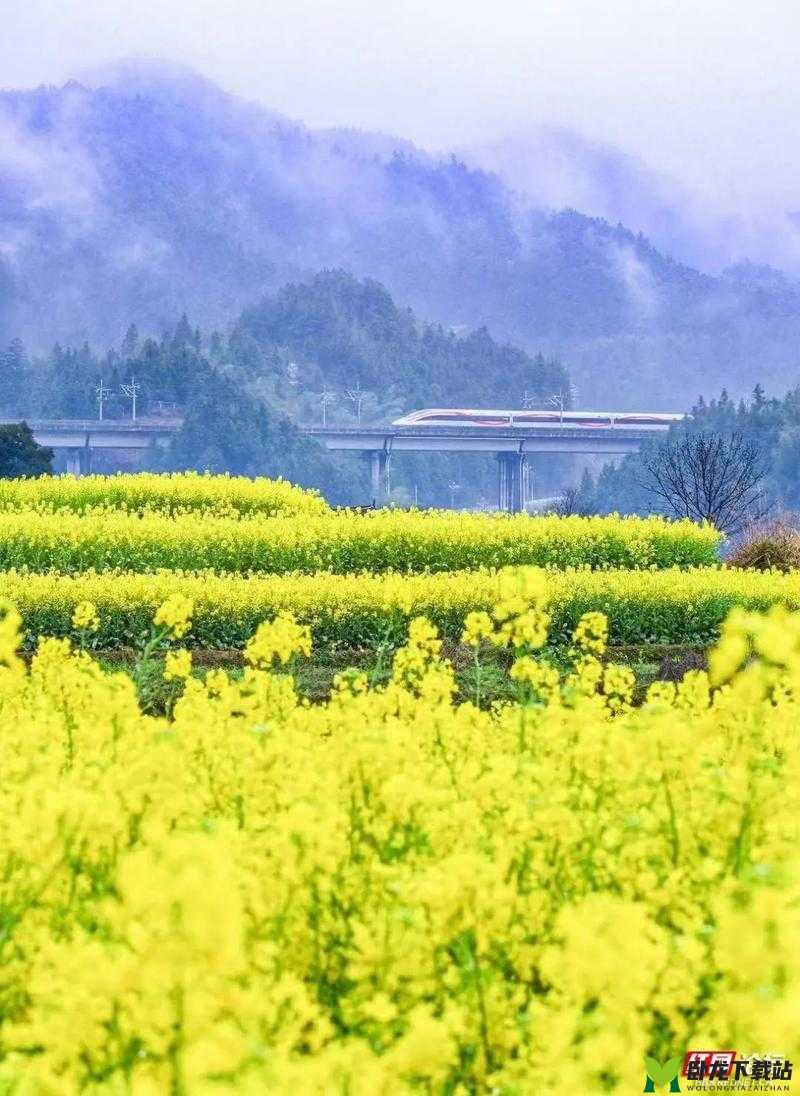 老杨头的春天：油菜花盛开的时节