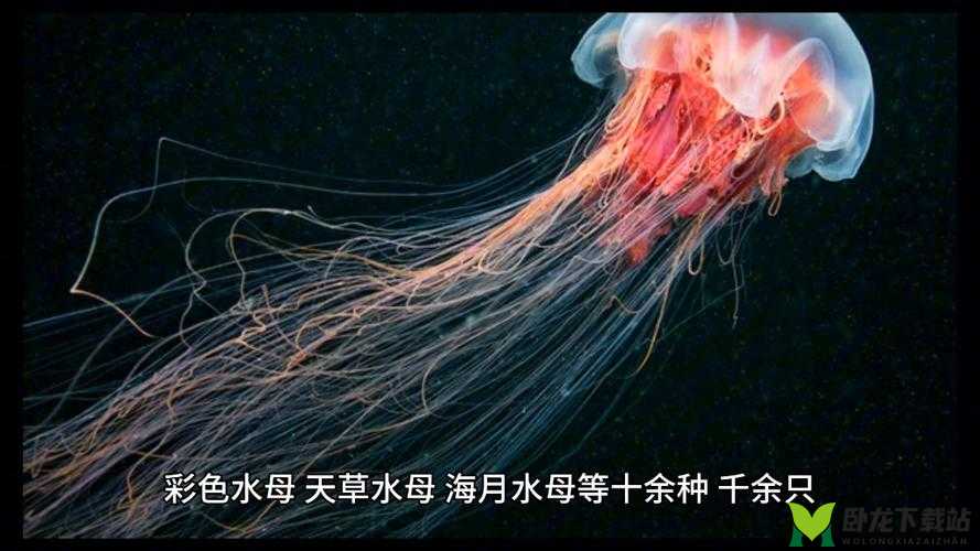 深海秘境：水母鳐的栖息地与美丽水世界属性揭秘